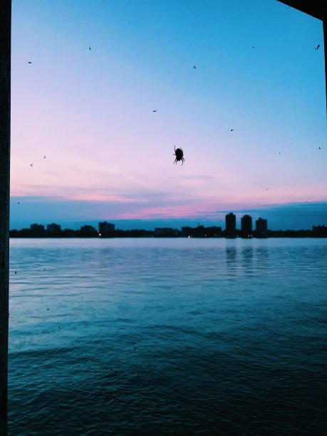 倒下的蜘蛛图片下载