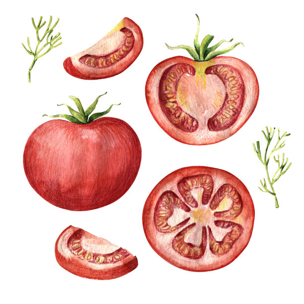 水彩番茄套装-整，半和切片图片下载