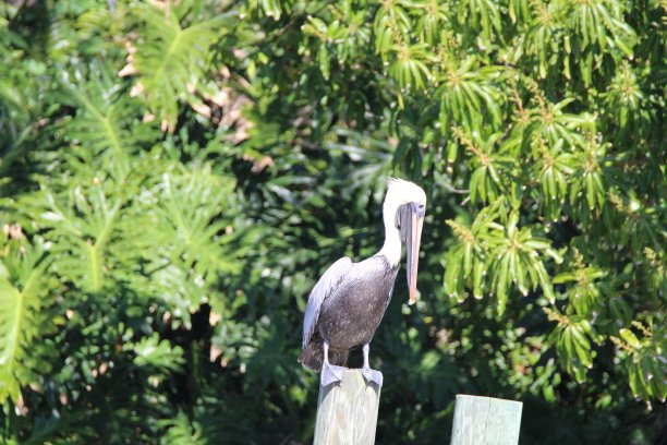 褐鹈鹕图片下载