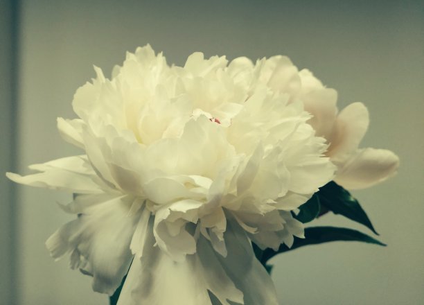 白色介子花在浅色背景上图片下载