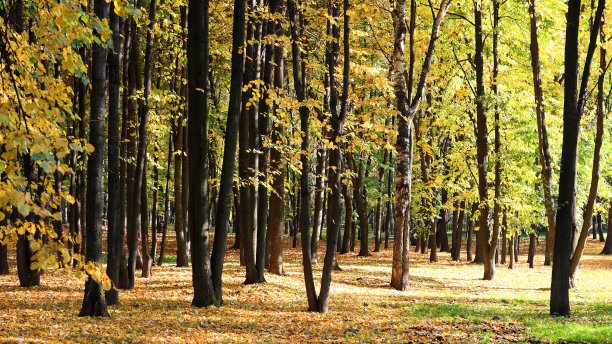 秋日的树木图片下载