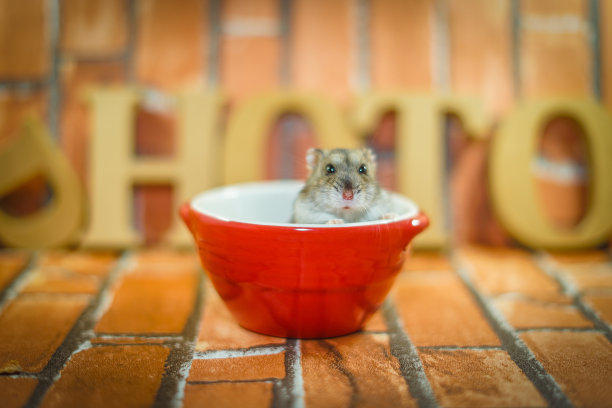 Djungarian仓鼠形象图片下载