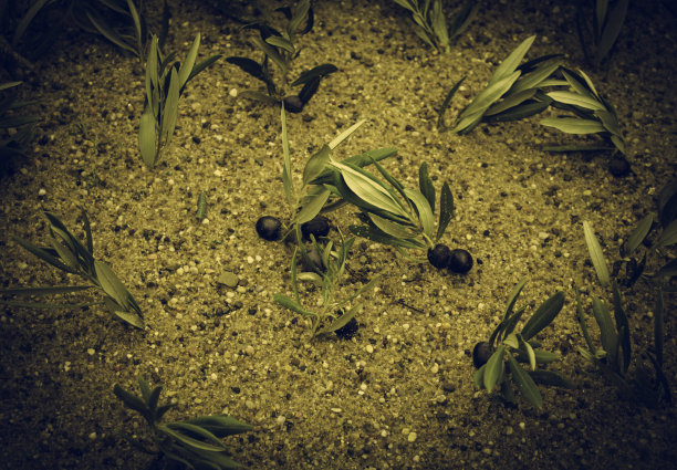 田野里的橄榄树图片下载