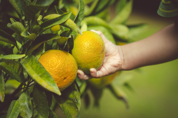 夏季柑橘类果树图片下载