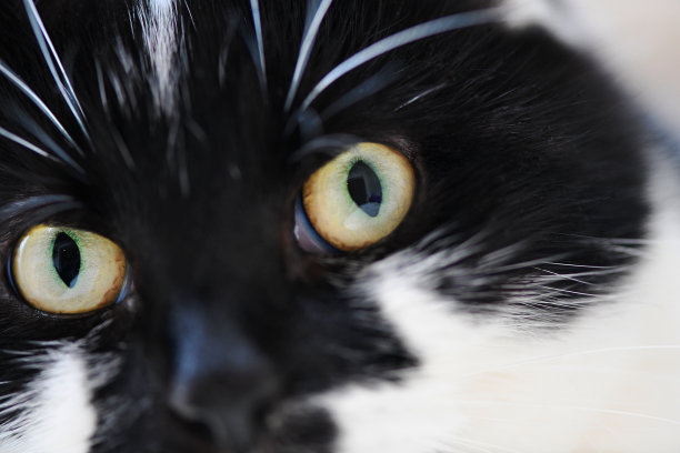 猫的眼睛图片下载