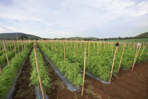 行绿番茄种植图片下载