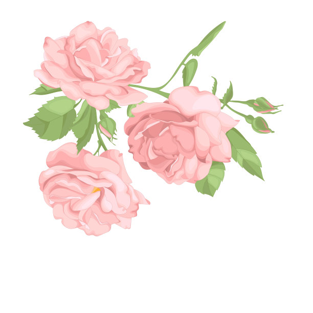 玫瑰花粉，叶子绿。图片下载