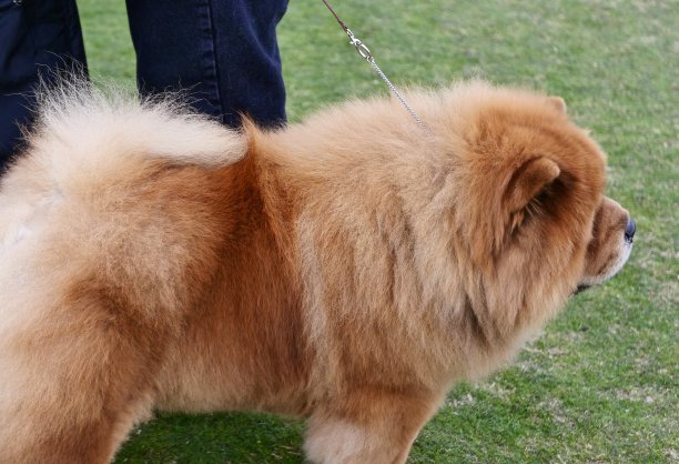 松狮犬在草地上散步图片下载