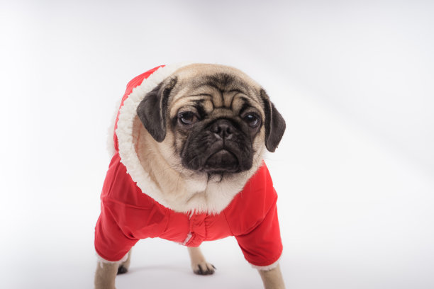 橙色背景上的哈巴狗狗。图片下载