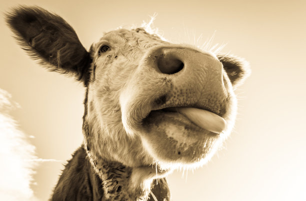 有趣的牛图片下载