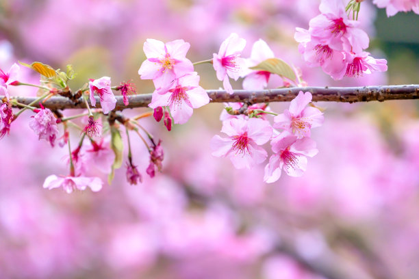 美丽的樱花盛开的樱花树在春天的花园，复制空间，关闭。图片下载