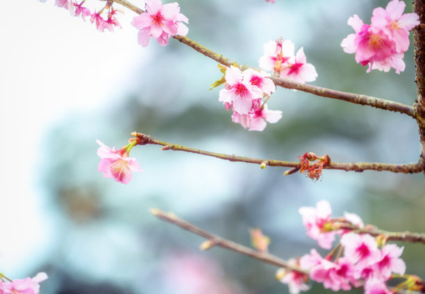 美丽的樱花盛开的樱花树在春天的花园，复制空间，关闭。图片下载