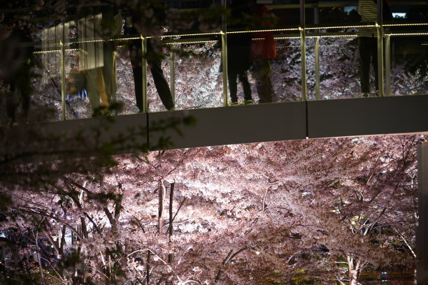 人们欣赏樱花图片下载