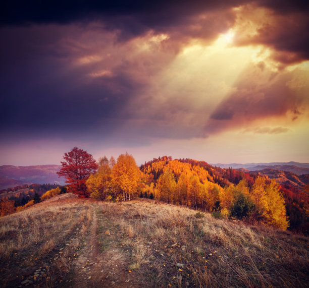 阳光照亮了彩色的树木。图片下载