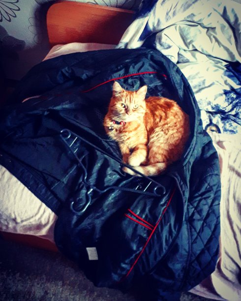 我的可爱的猫图片下载