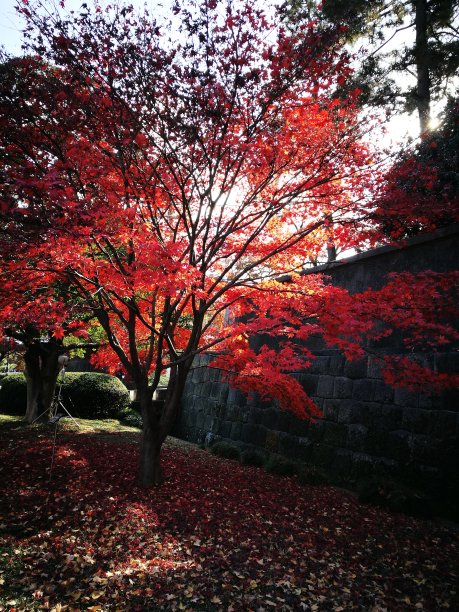 在日本东京公园的红枫，新鲜，警告早晨的阳光在秋天，调味叶颜色变红和死亡在冬天之前。纹理和背景。图片下载