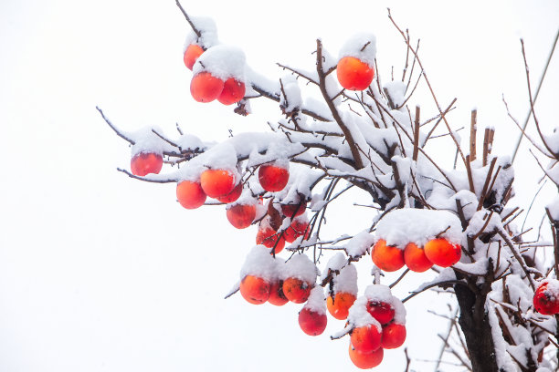 柿子树果实与初雪素材图片