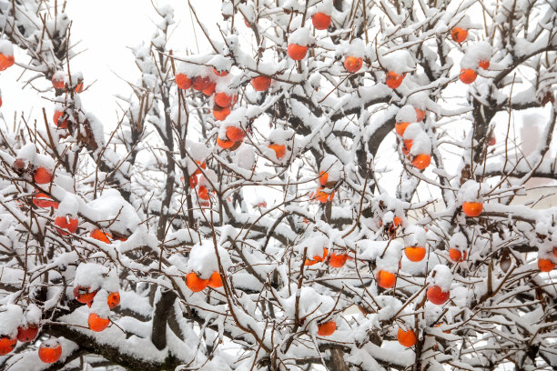 柿子树果实与初雪素材图片