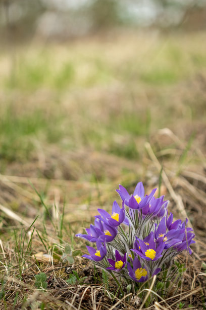 美丽的野花——白雪皑皑图片下载
