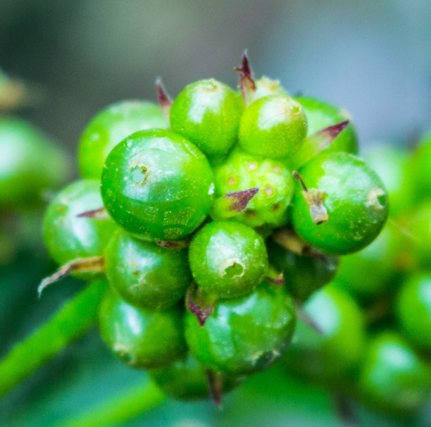 绿色的种子图片下载