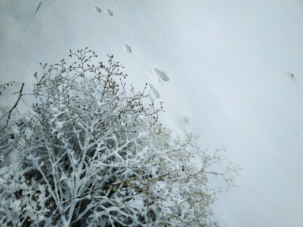 动物在雪地上留下的足迹图片下载