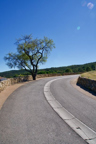美丽的树在完美的蓝天下图片下载