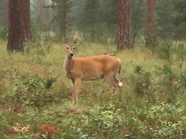 蒙大拿图片下载