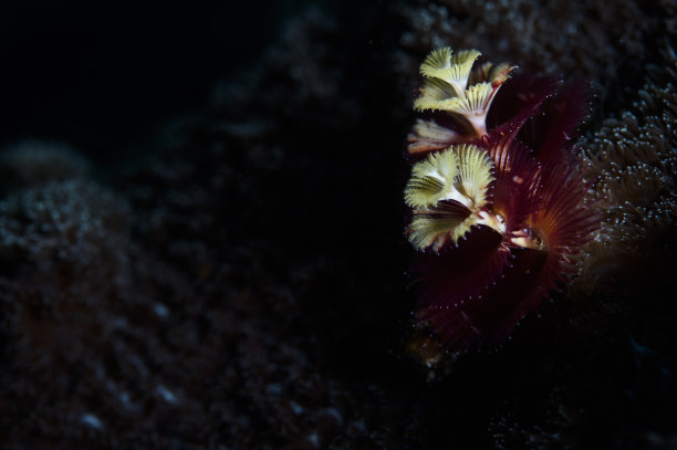 日本水下的圣诞树蠕虫图片下载