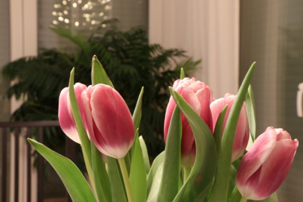 郁金香的静物画图片下载