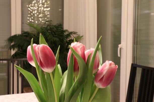 郁金香的静物画图片下载