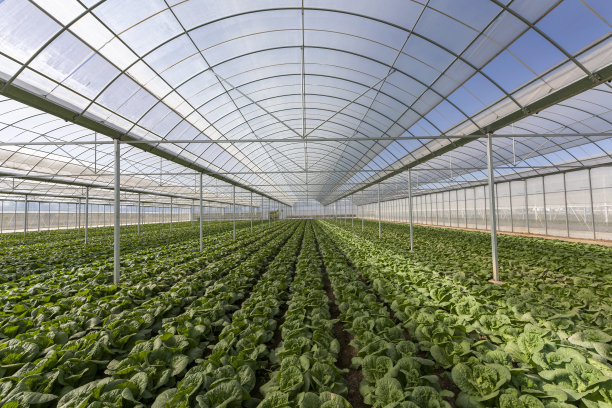 温室里种植蔬菜图片下载