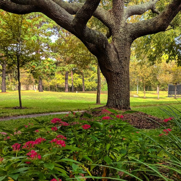 埃及星簇花围绕着一棵活橡树图片下载
