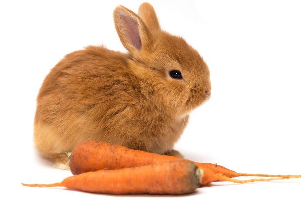 红发小兔子和胡萝卜图片下载
