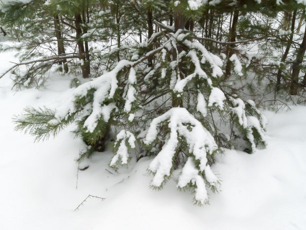 松枝上的雪图片下载