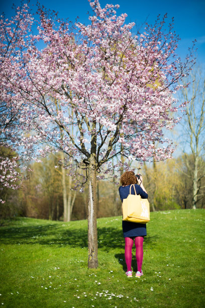 一个女人正在拍摄一棵盛开的樱桃树图片下载