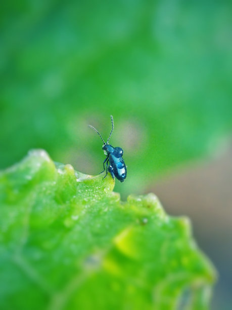 昆虫在花园。图片下载