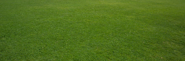 城市公园里的绿色草坪。图片下载