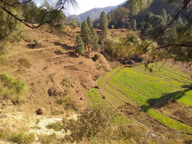 美丽的喜马拉雅山和绿色的森林树木在英国在印度北喀什图片下载