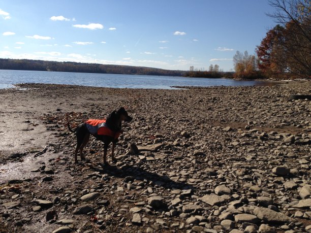穿着救生衣的小狗在岸上图片下载