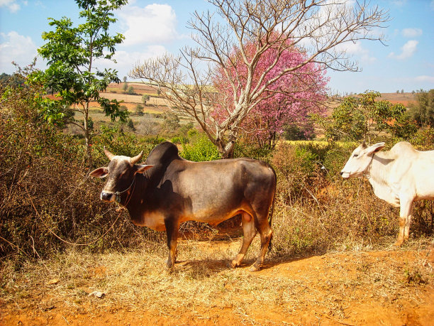 越南田野里的奶牛图片下载