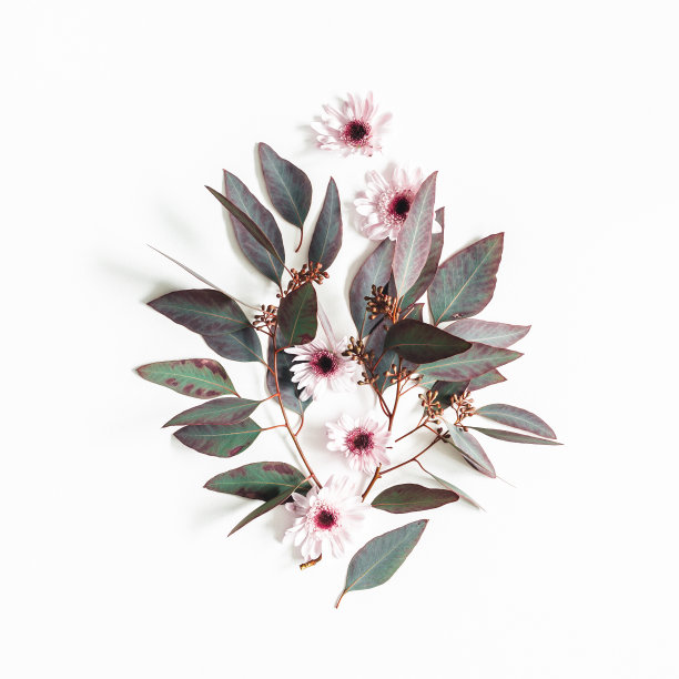 花组成。桉树的叶子和粉红色的花在白色的背景上。平躺，俯视图，正方形图片下载