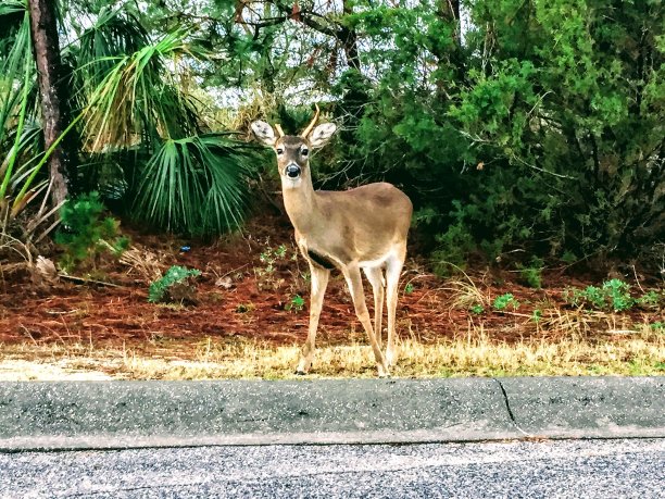 年轻的雄鹿图片下载