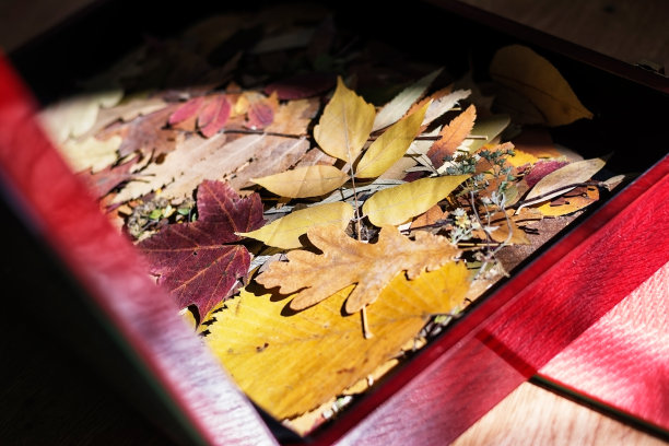 黄色的秋叶在盒子里。植物标本图片下载