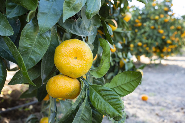 新鲜的橘子树在花园里。农业概念的照片。图片下载