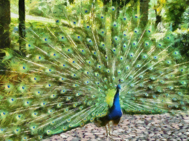 花园里的孔雀绘画图片下载