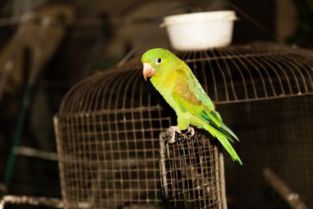 长尾小鹦鹉看着摄像机图片下载