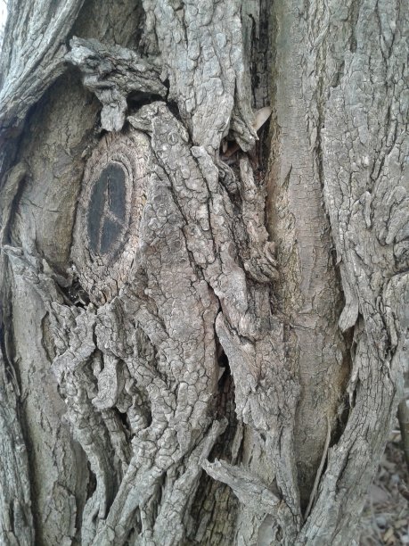 粗糙的树皮图片下载