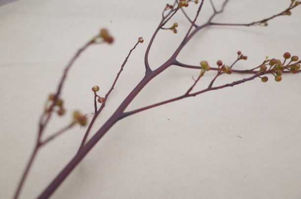 有芽、花和叶的树枝图片下载