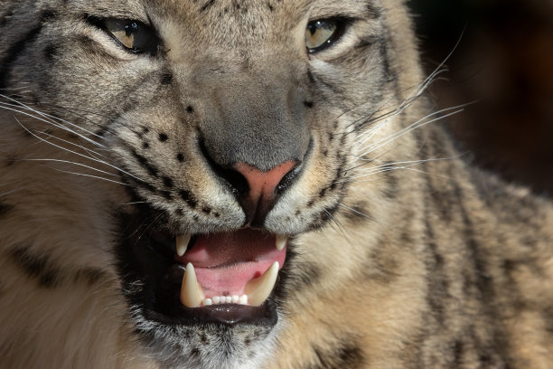 咆哮雪豹图片下载