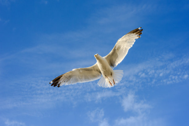 飞翔的海鸥在蓝天白云的映衬下图片下载